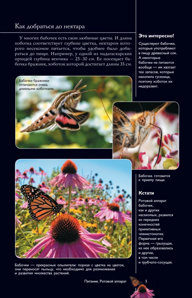 Butterflies. An Illustrated Guide